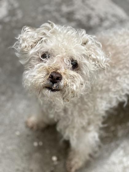 Enlarge Streusel, a ADOPTABLE mixed breed in Sacramento, CA image 3/3