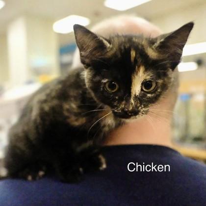 Enlarge Chicken, a Adoptable mixed breed in New York, NY image 2/4