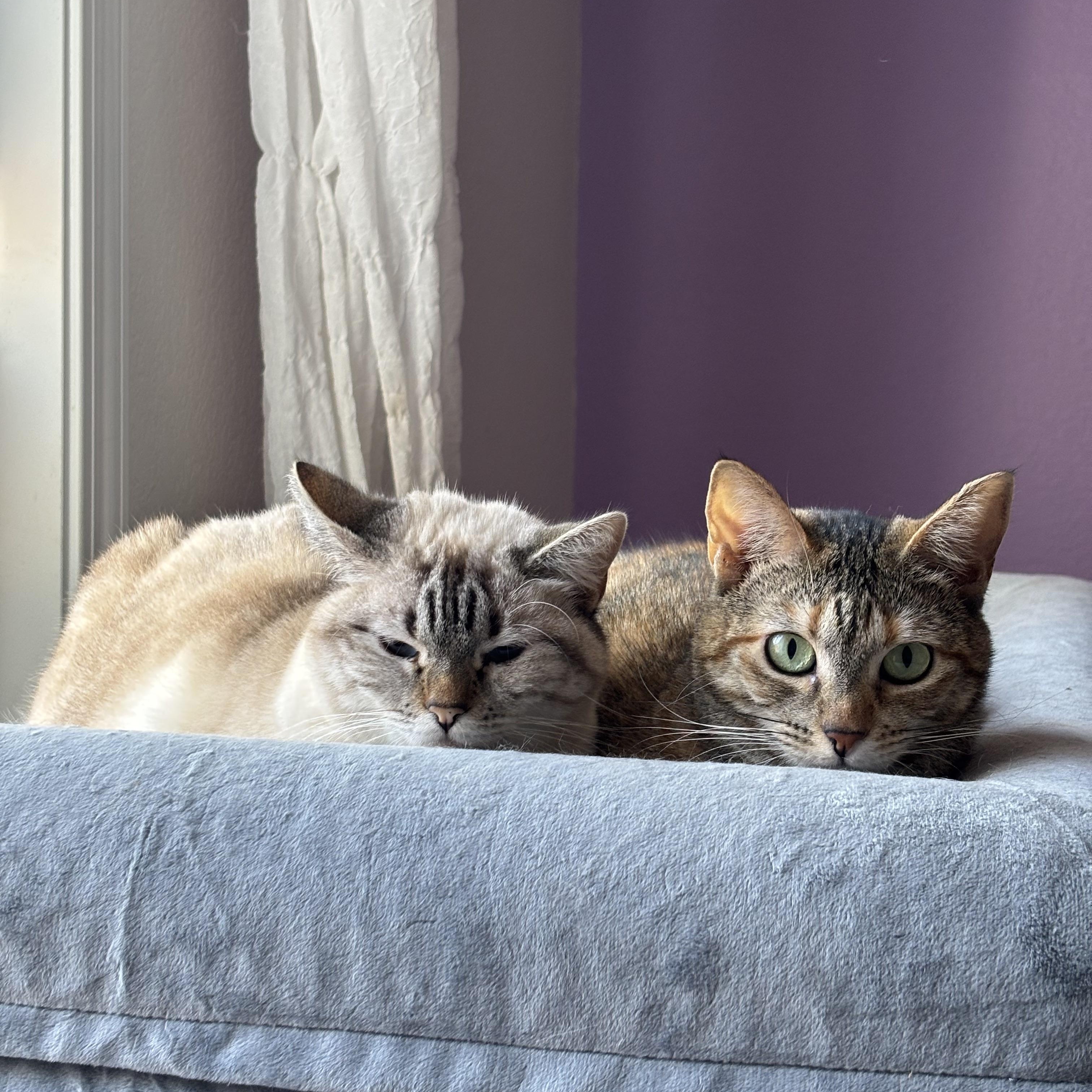 Moxie, a Adoptable Domestic Short Hair in Union City, CA image 2/4