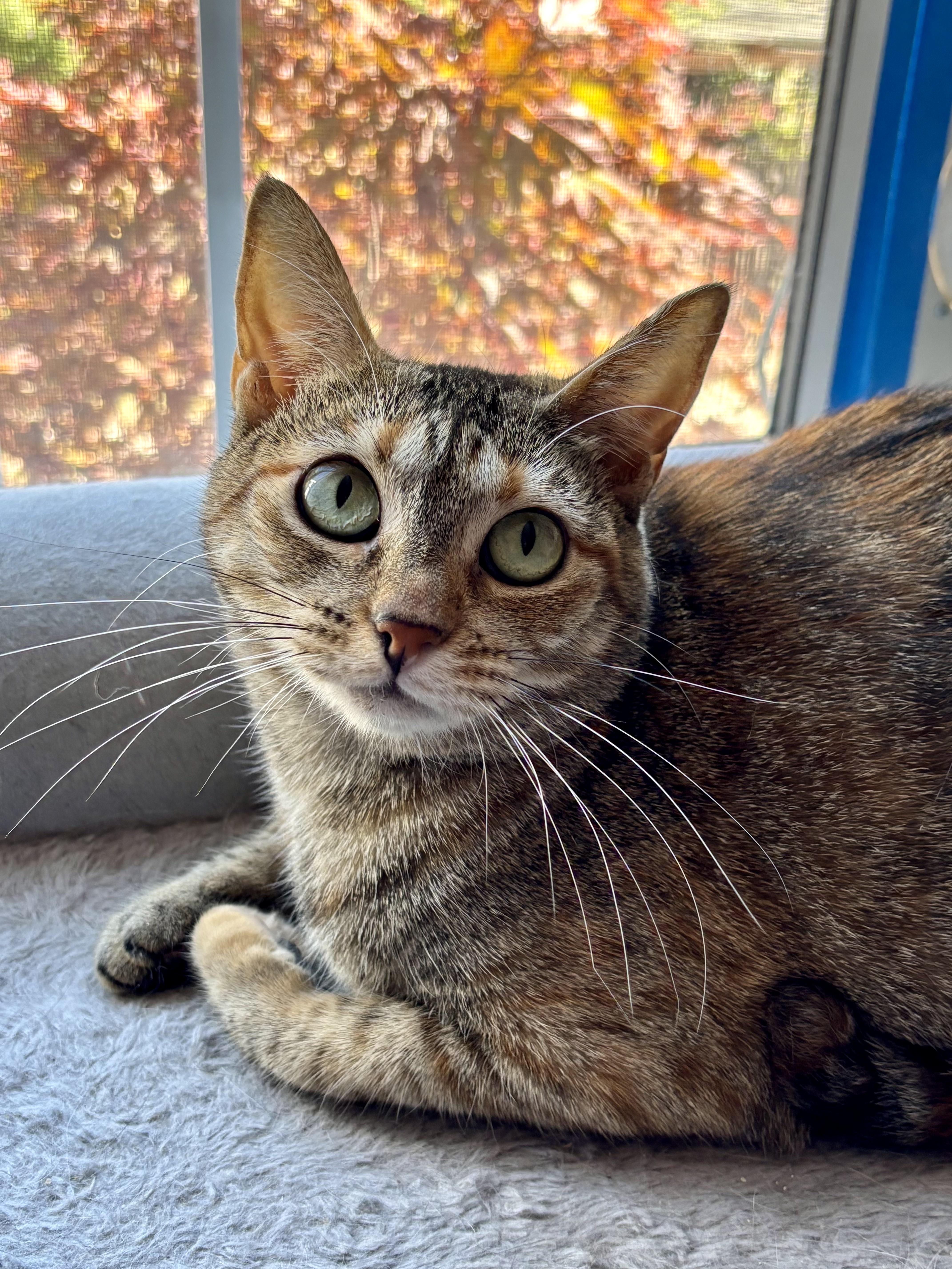 Moxie, a Adoptable Domestic Short Hair in Union City, CA image 3/4