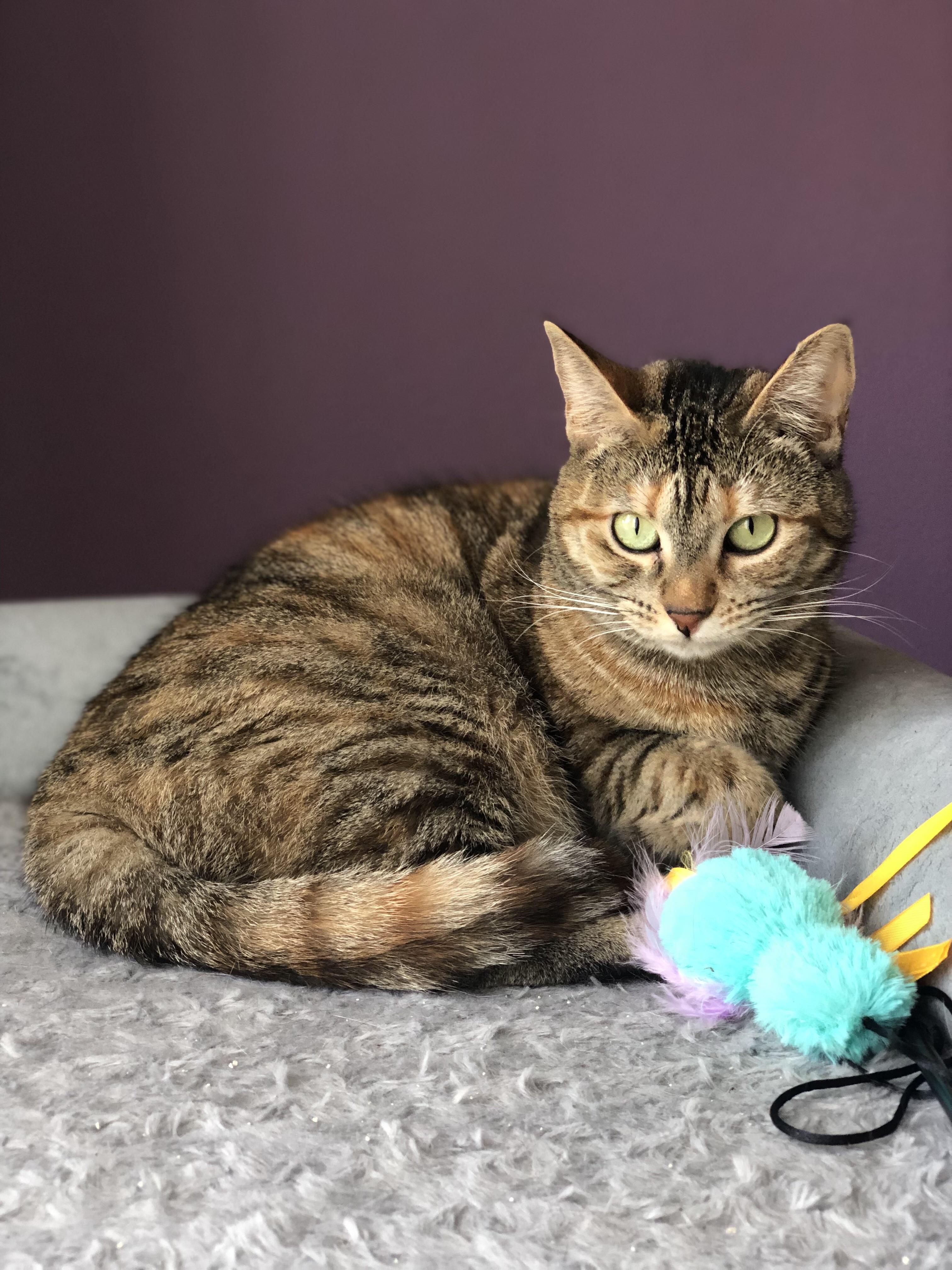 Moxie, a Adoptable Domestic Short Hair in Union City, CA image 4/4