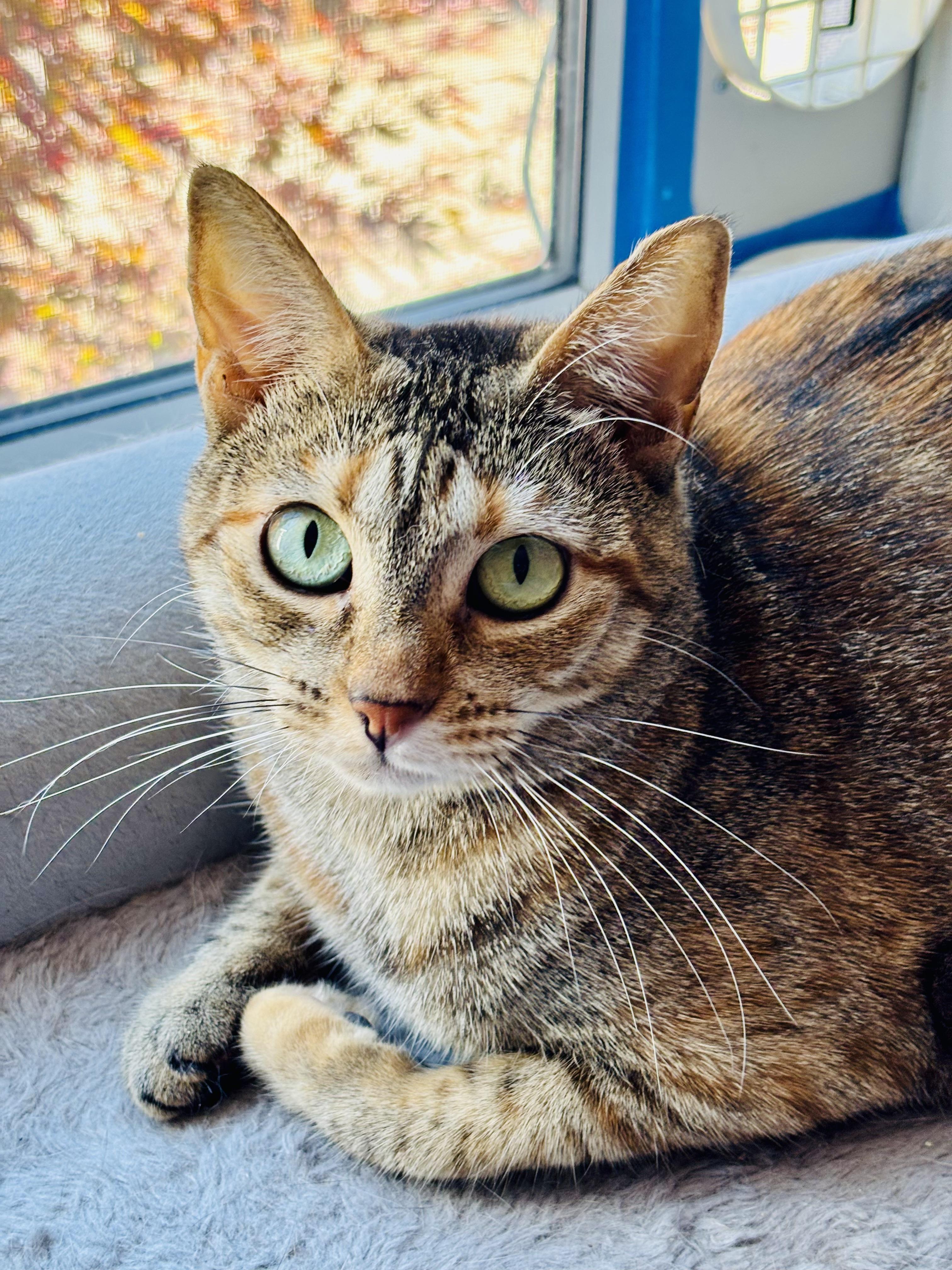 Moxie, Adoptable, Adult Female Domestic Short Hair.