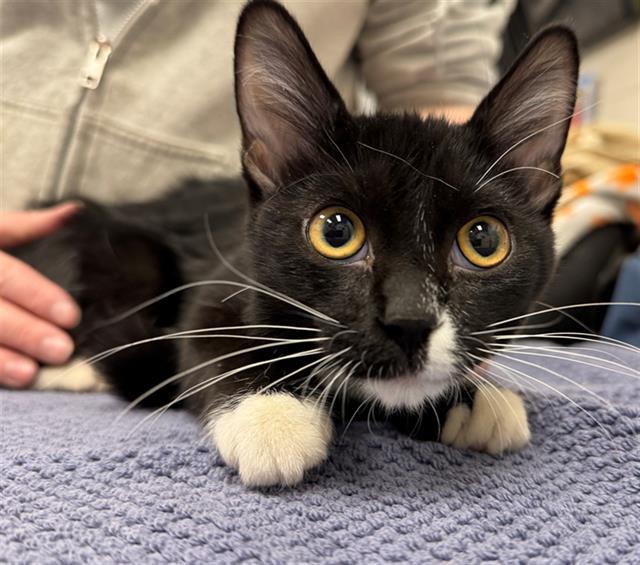 Enlarge SHELIA, a Adoptable Domestic Medium Hair in Peoria, IL image 1/1