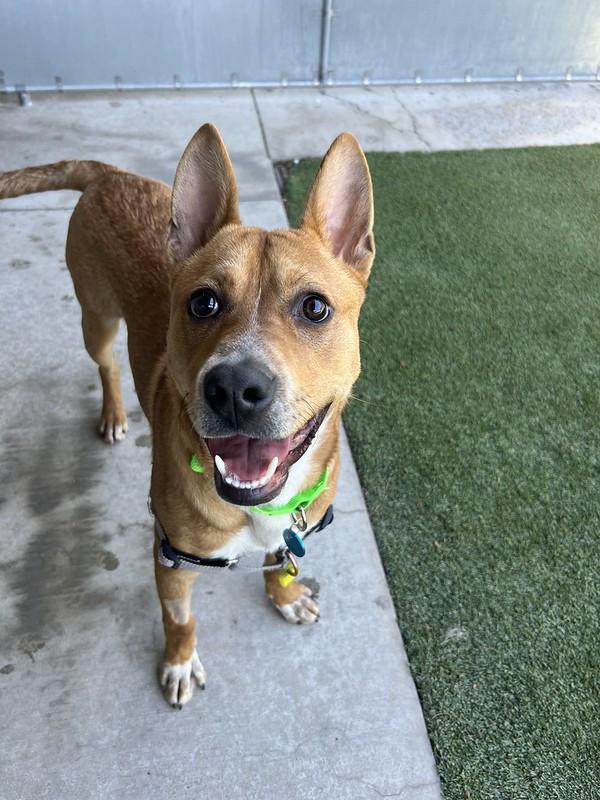 Enlarge Blooper, an adoptable Mixed Breed in Truckee, CA image 4/5