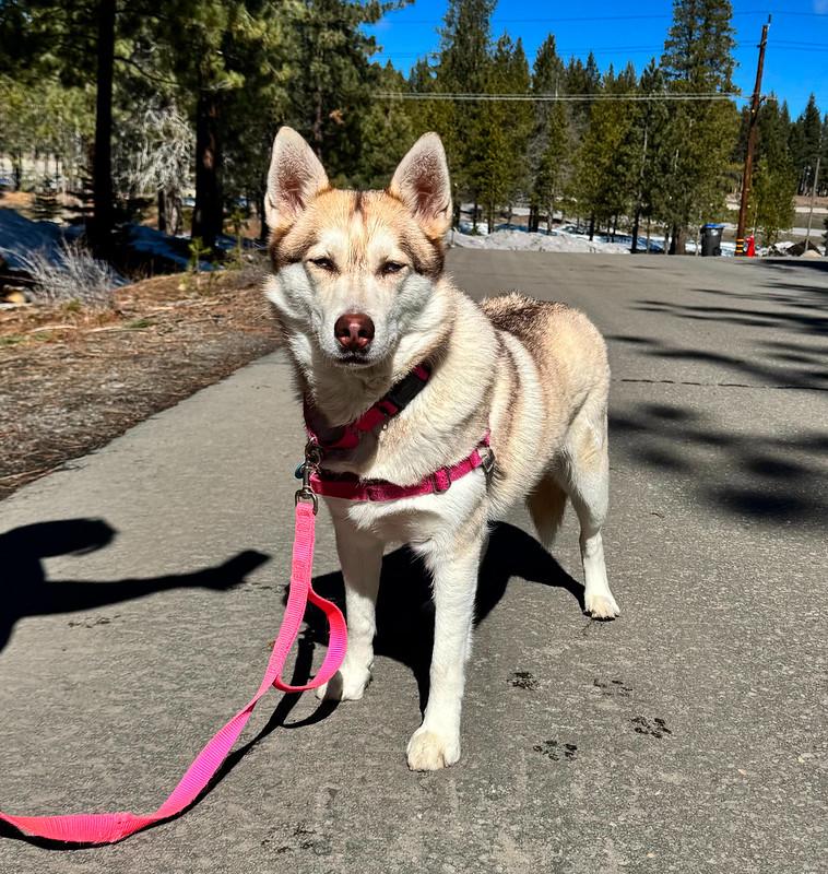 Enlarge Blooper, an adopted Mixed Breed in Truckee, CA image 1/6