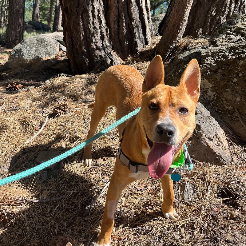 Enlarge Blooper, an adoptable Mixed Breed in Truckee, CA image 5/5