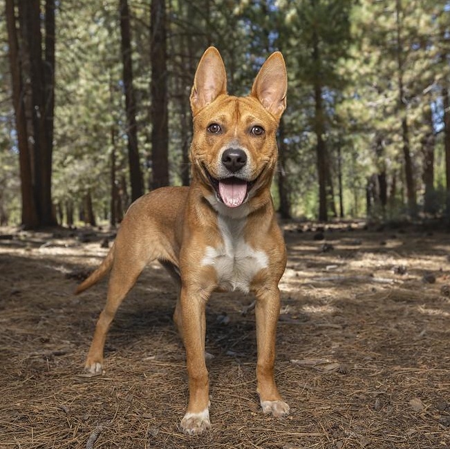 Enlarge Blooper, an adoptable Mixed Breed in Truckee, CA image 2/5