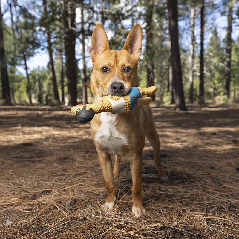 Enlarge Blooper, an adoptable Mixed Breed in Truckee, CA image 1/5