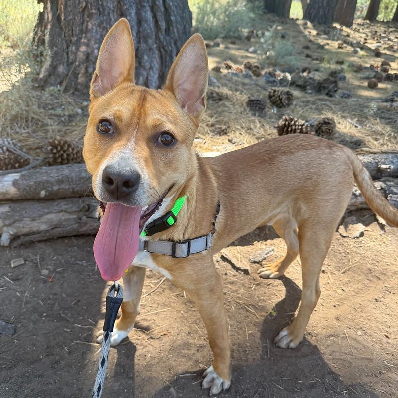 Enlarge Blooper, an adoptable Mixed Breed in Truckee, CA image 3/5