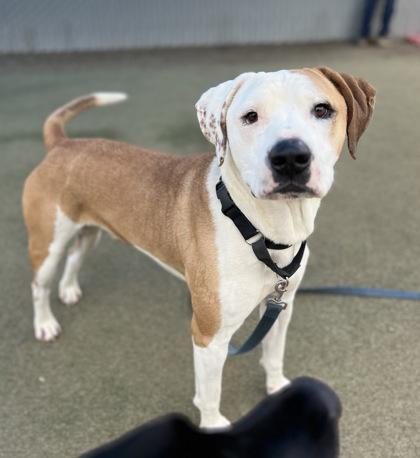Big Head, a Adoptable mixed breed in Fresno, CA image 1/3