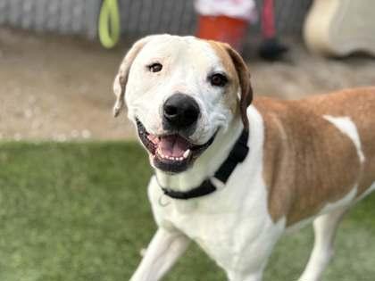 Big Head, a Adoptable mixed breed in Fresno, CA image 2/3