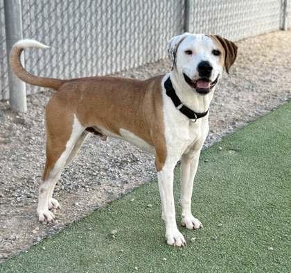 Big Head, a Adoptable mixed breed in Fresno, CA image 3/3