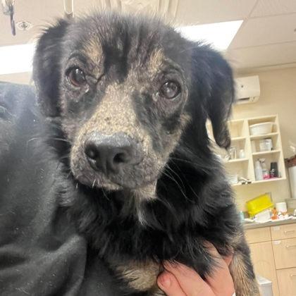 Enlarge James, a Adoptable Mixed Breed in North Charleston, SC image 1/1