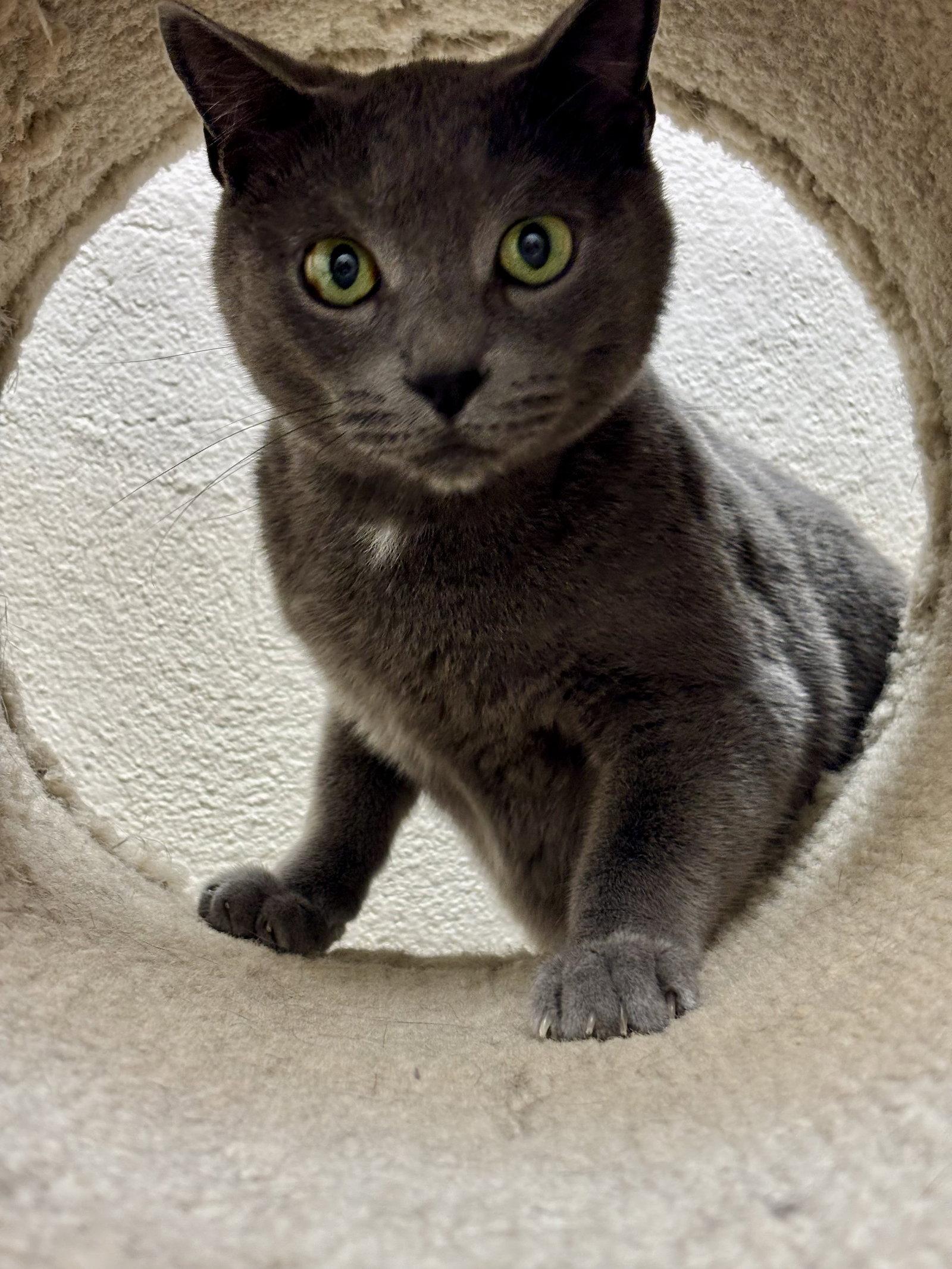 Forest - bonded pair, Adoptable, Adult Male Domestic Short Hair.