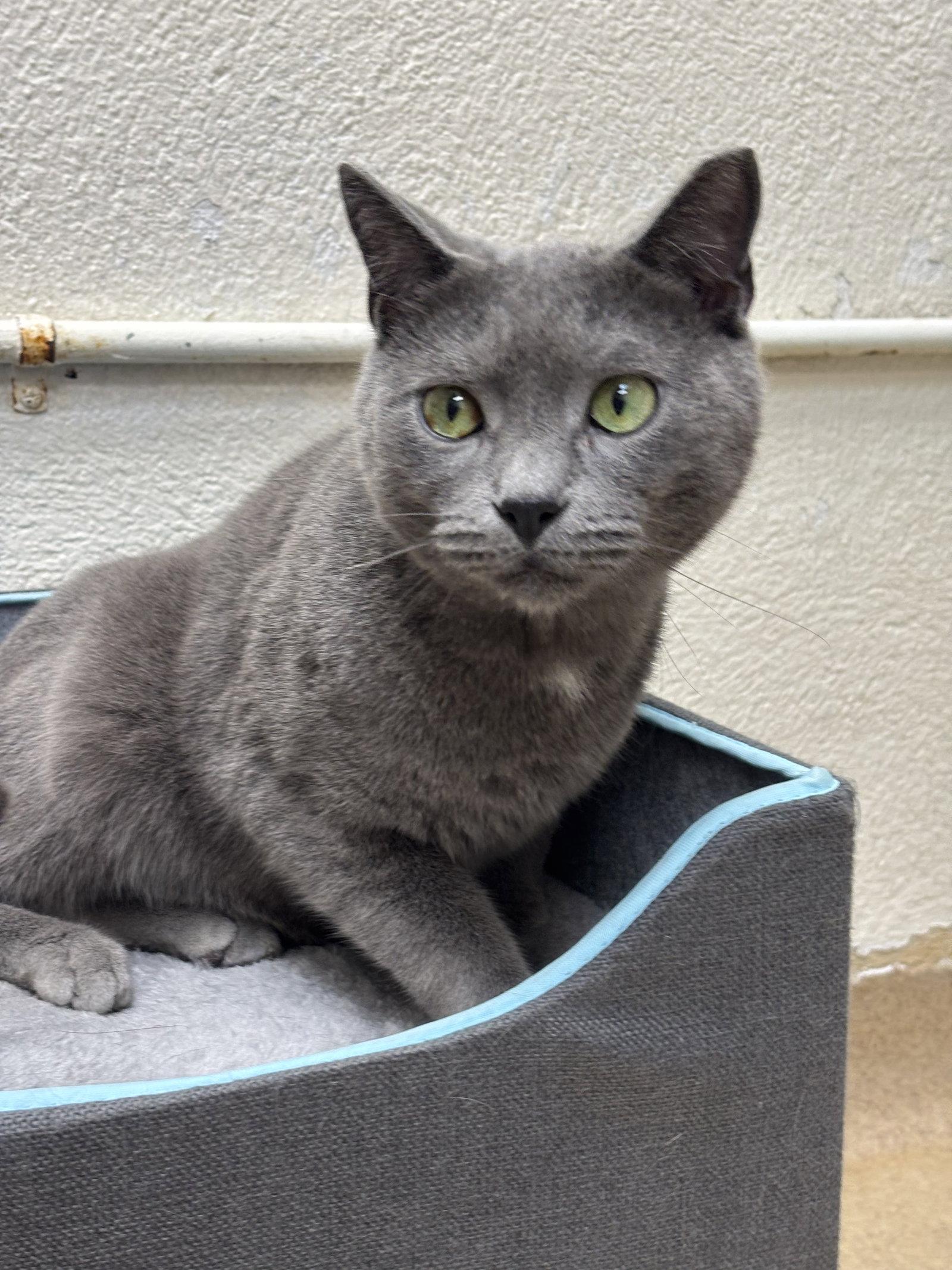 Forest - bonded pair, a Adoptable Domestic Short Hair in Brick, NJ image 2/2