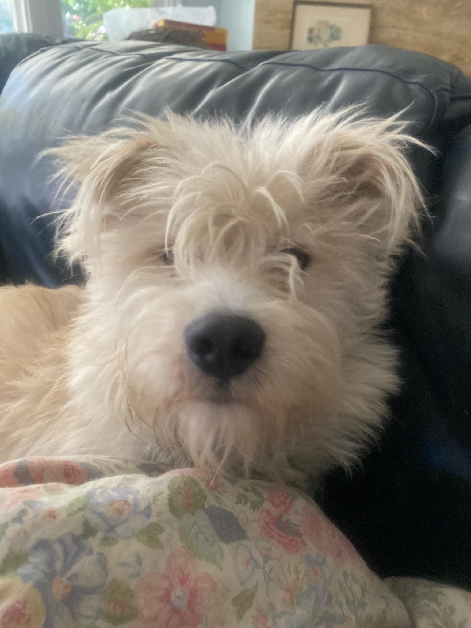 Mc Duff, ADOPTABLE, Young Male Terrier.