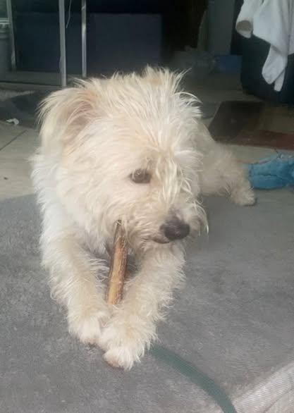 Enlarge Mc Duff, a ADOPTABLE mixed breed in Van Nuys, CA image 2/2