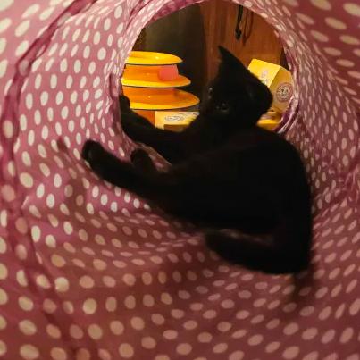 Nightshade (bonded with Chex), Adoptable, Young Male American Shorthair.