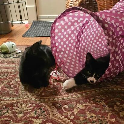 Enlarge Nightshade (bonded with Chex), a Adoptable American Shorthair in Reisterstown, MD image 2/6