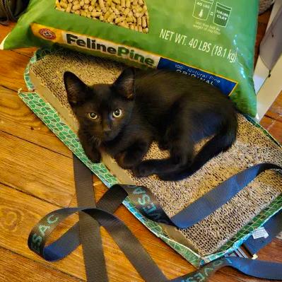 Enlarge Nightshade (bonded with Chex), a Adoptable American Shorthair in Reisterstown, MD image 3/6