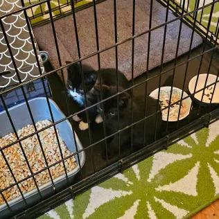 Enlarge Nightshade (bonded with Chex), a Adoptable American Shorthair in Reisterstown, MD image 4/6