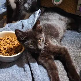 Enlarge Nightshade (bonded with Chex), a Adoptable American Shorthair in Reisterstown, MD image 5/6