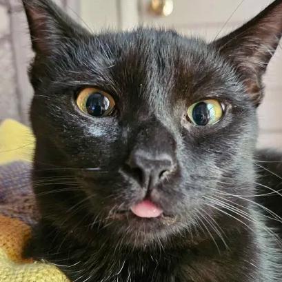 Enlarge Nightshade (bonded with Chex), a Adoptable American Shorthair in Reisterstown, MD image 6/6