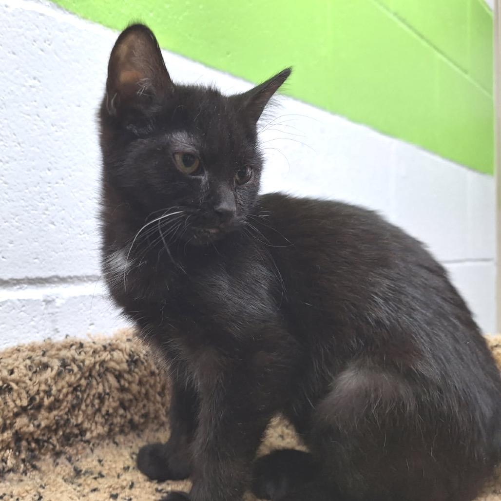 Enlarge Marta, a Adoptable Domestic Short Hair in Albert Lea, MN image 1/6