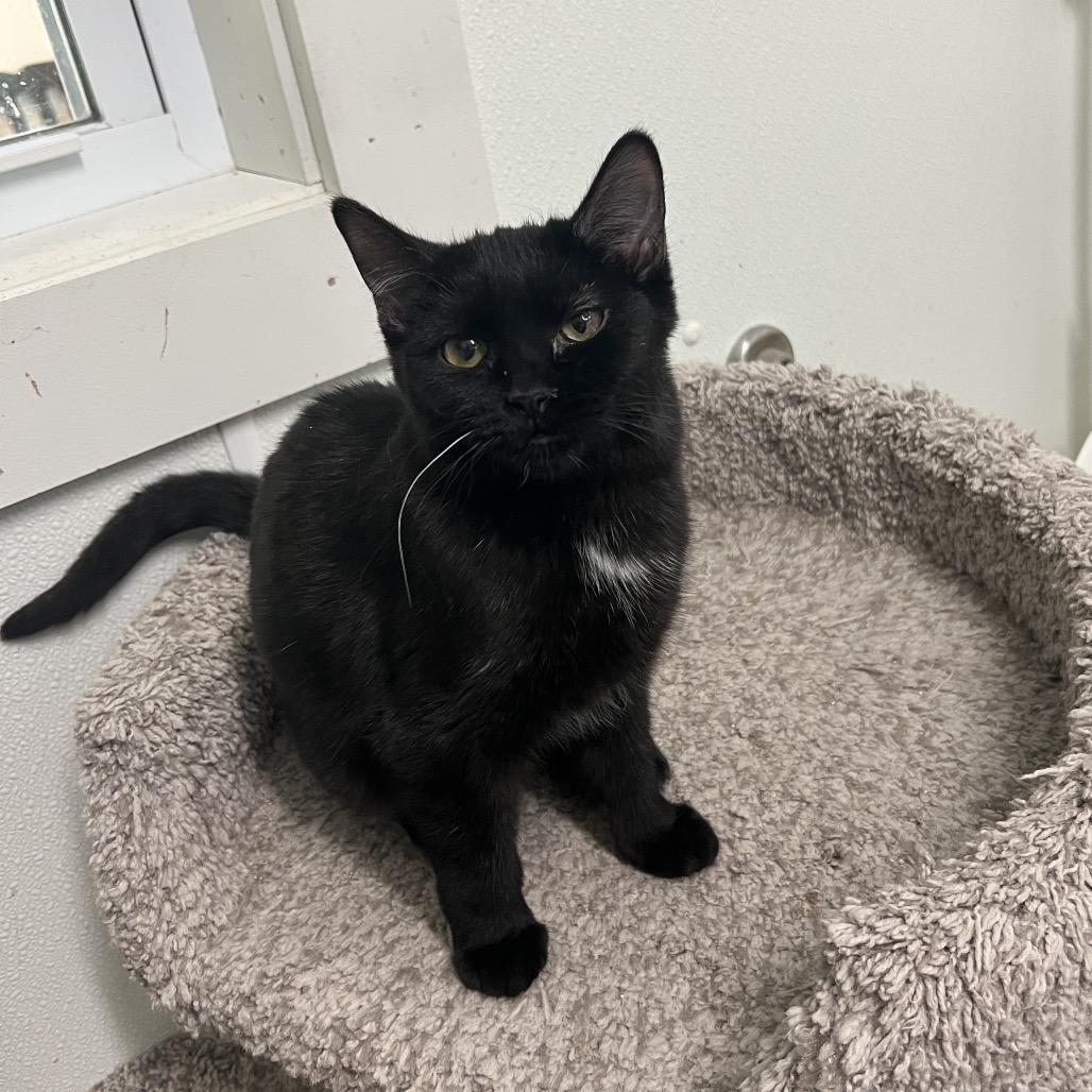 Enlarge Marta, a Adoptable Domestic Short Hair in Albert Lea, MN image 2/6