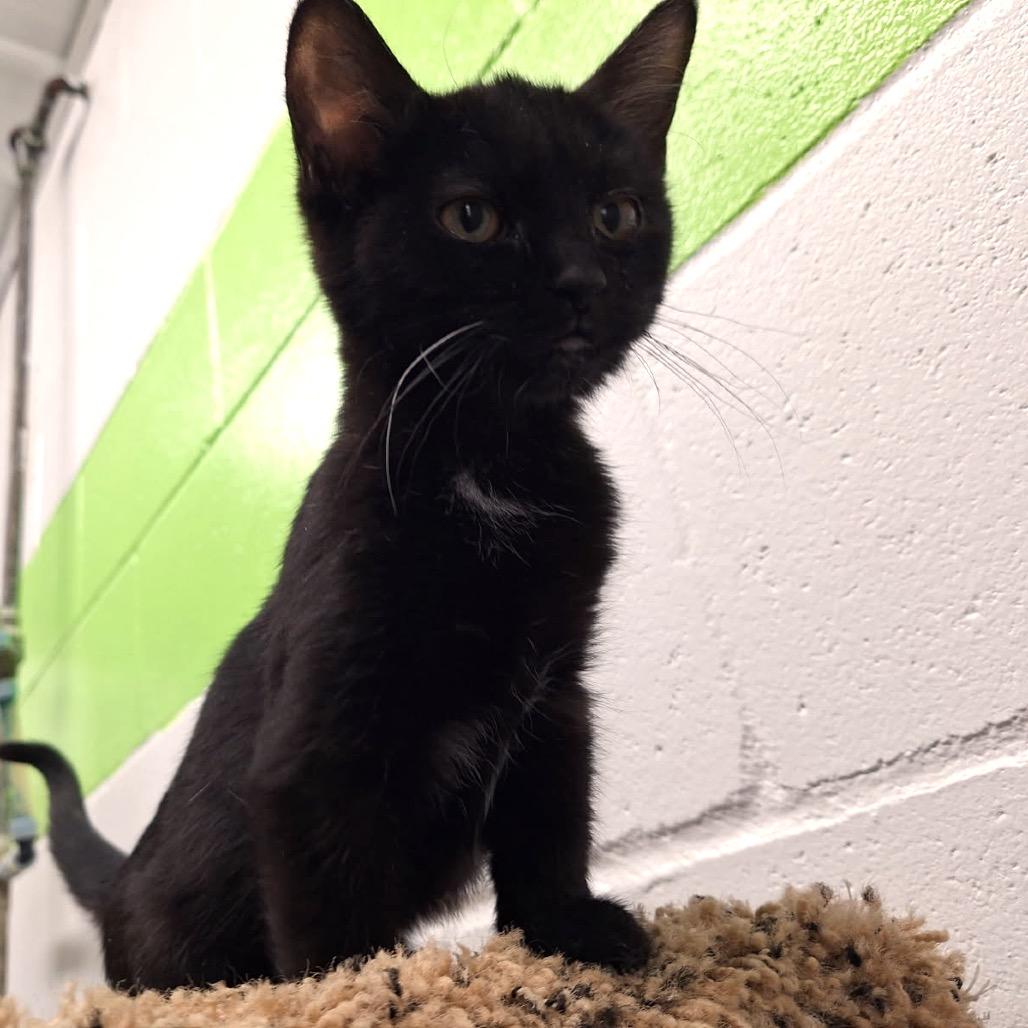 Enlarge Marta, a Adoptable Domestic Short Hair in Albert Lea, MN image 3/6