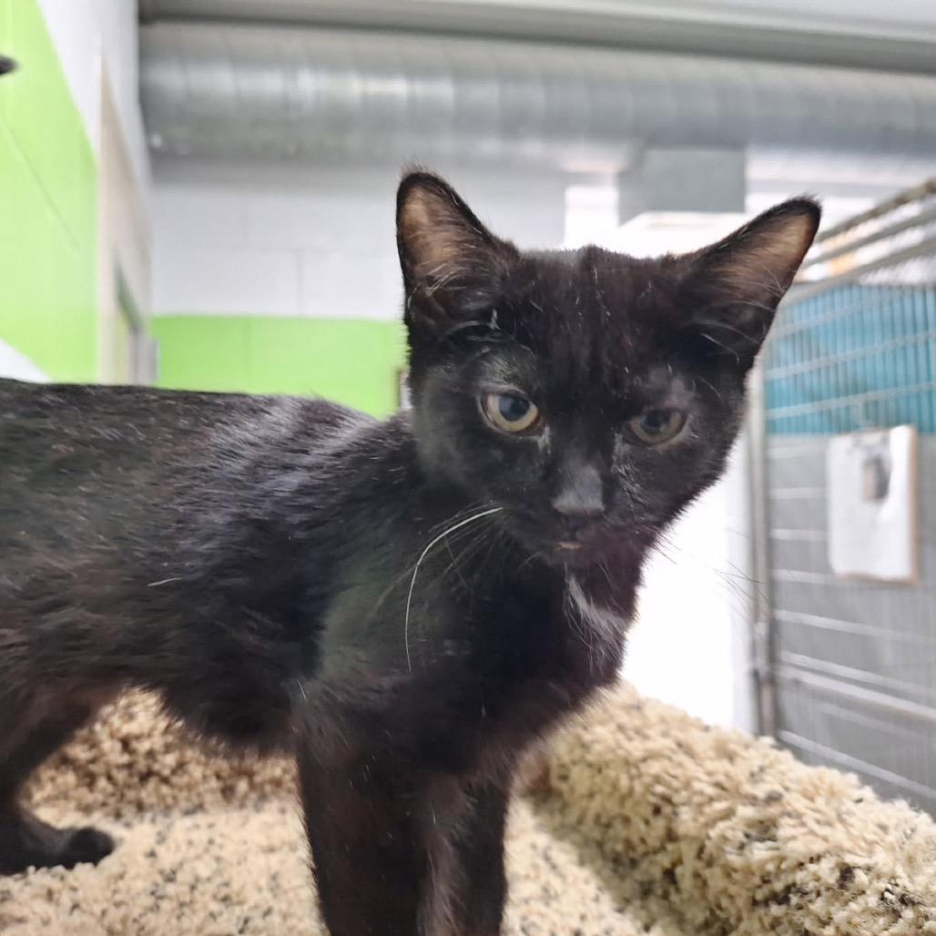 Enlarge Marta, a Adoptable Domestic Short Hair in Albert Lea, MN image 4/6