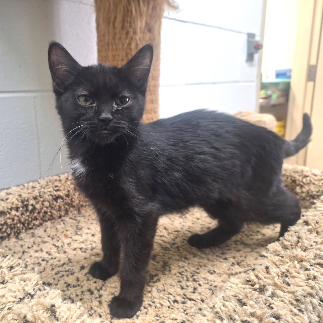 Enlarge Marta, a Adoptable Domestic Short Hair in Albert Lea, MN image 5/6