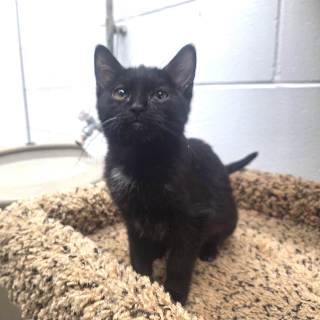 Enlarge Marta, a Adoptable Domestic Short Hair in Albert Lea, MN image 6/6