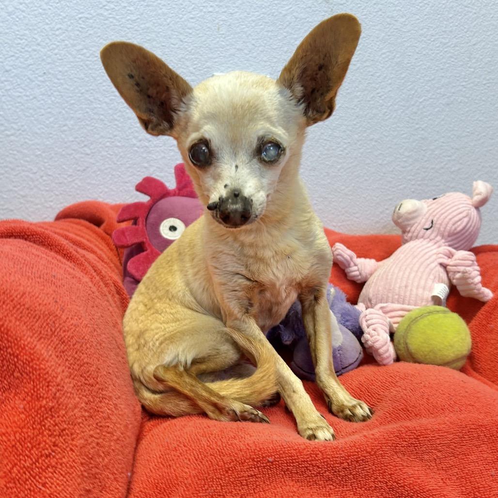 Enlarge Plankton, a Adoptable Chihuahua in Pacific Grove, CA image 2/6