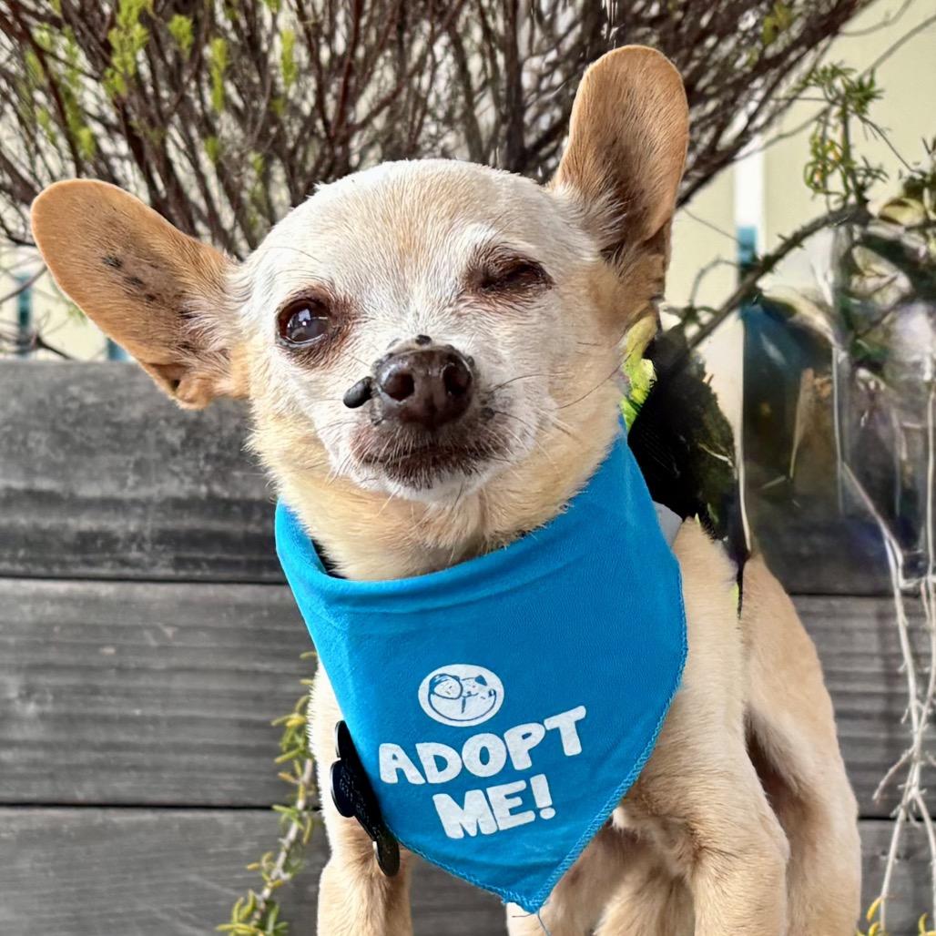 Enlarge Plankton, a Adoptable Chihuahua in Pacific Grove, CA image 4/6