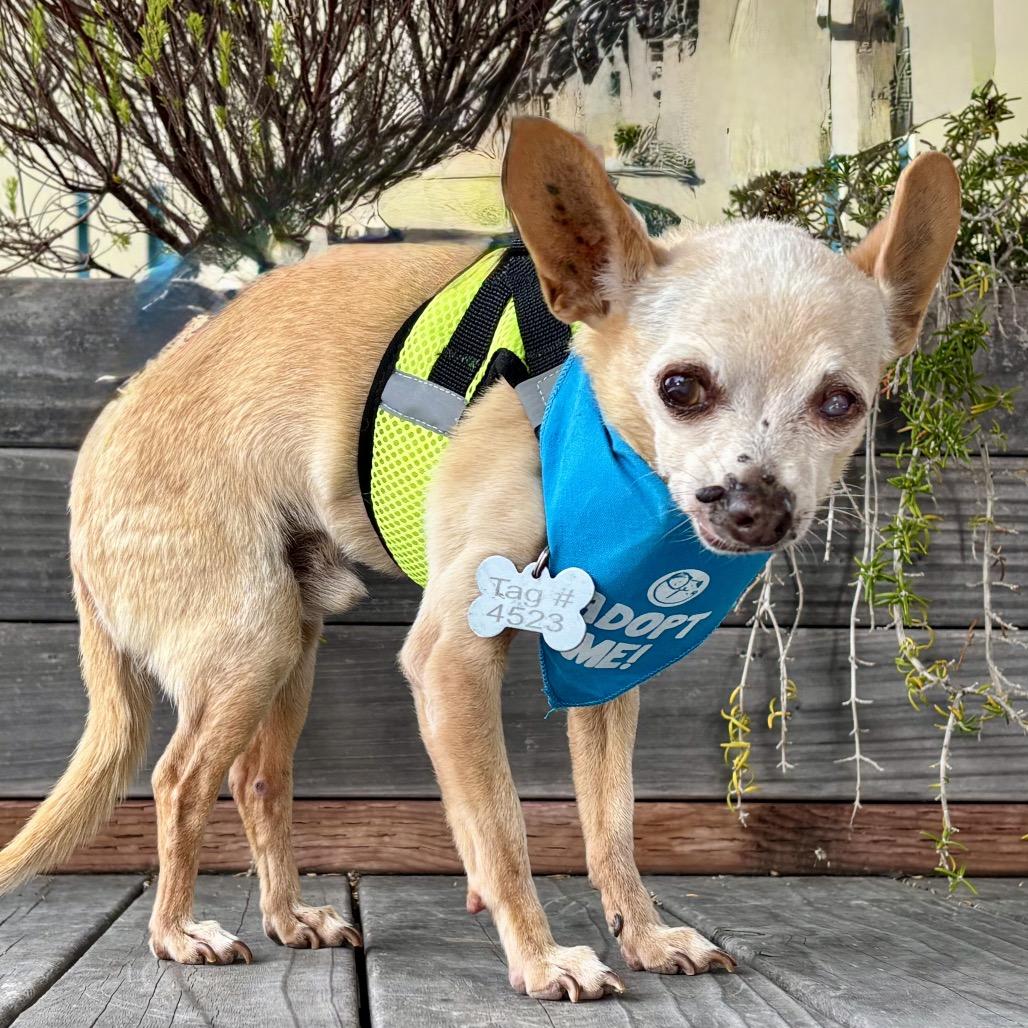 Enlarge Plankton, a Adoptable Chihuahua in Pacific Grove, CA image 5/6