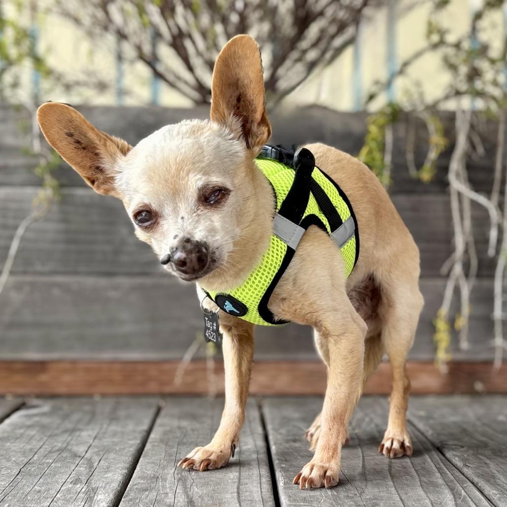 Enlarge Plankton, a Adoptable Chihuahua in Pacific Grove, CA image 6/6