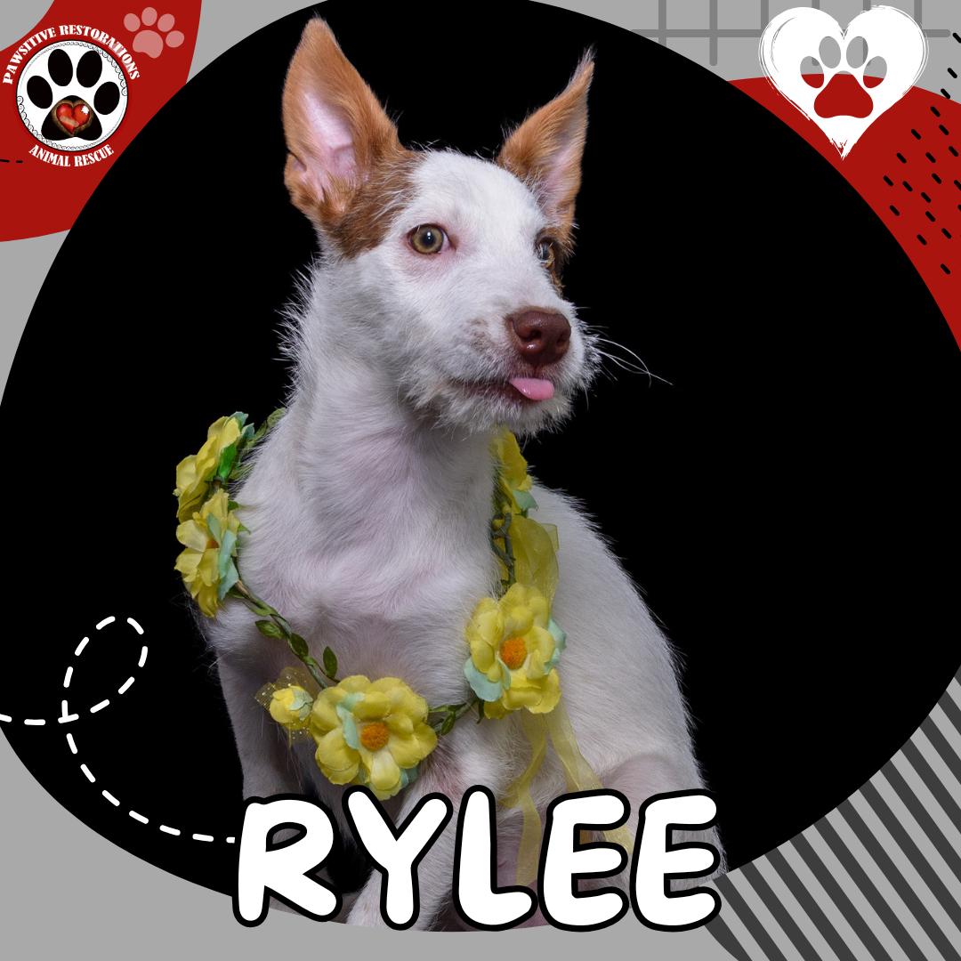 RYLEE, a ADOPTABLE mixed breed in Aurora, CO image 1/4