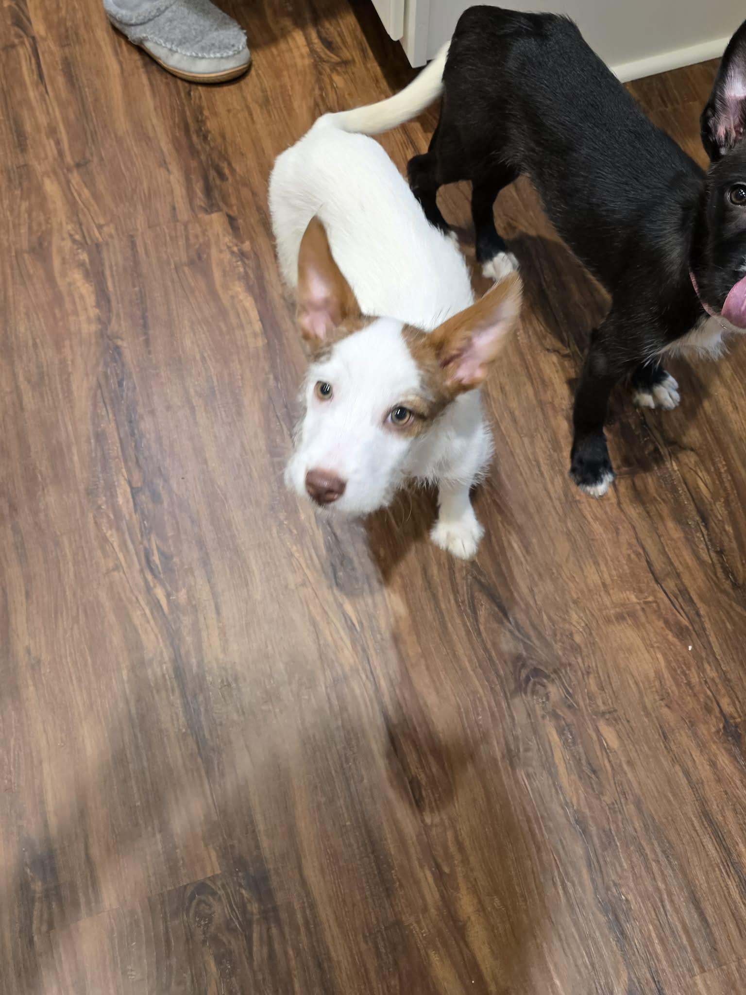 RYLEE, a ADOPTABLE mixed breed in Aurora, CO image 3/4