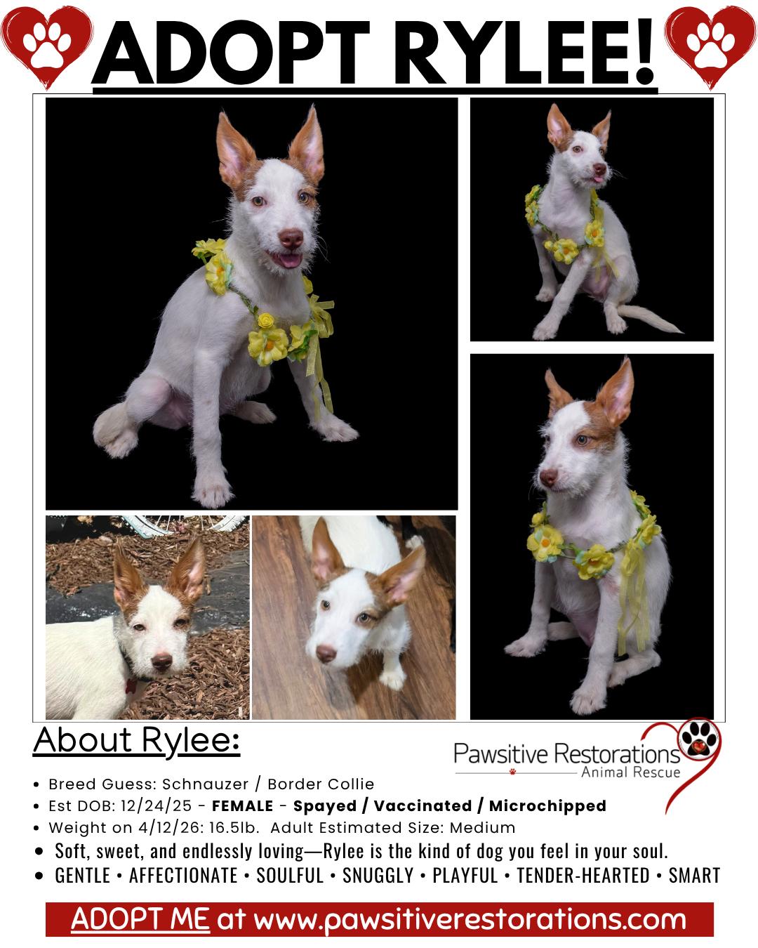 RYLEE, a ADOPTABLE mixed breed in Aurora, CO image 2/4