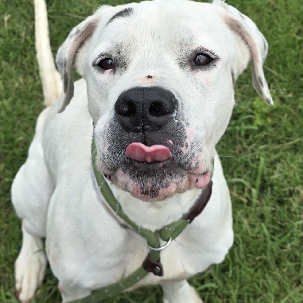 Casper, an adoptable Dogo Argentino, Great Dane in Calumet, MI, 49913 | Photo Image 6
