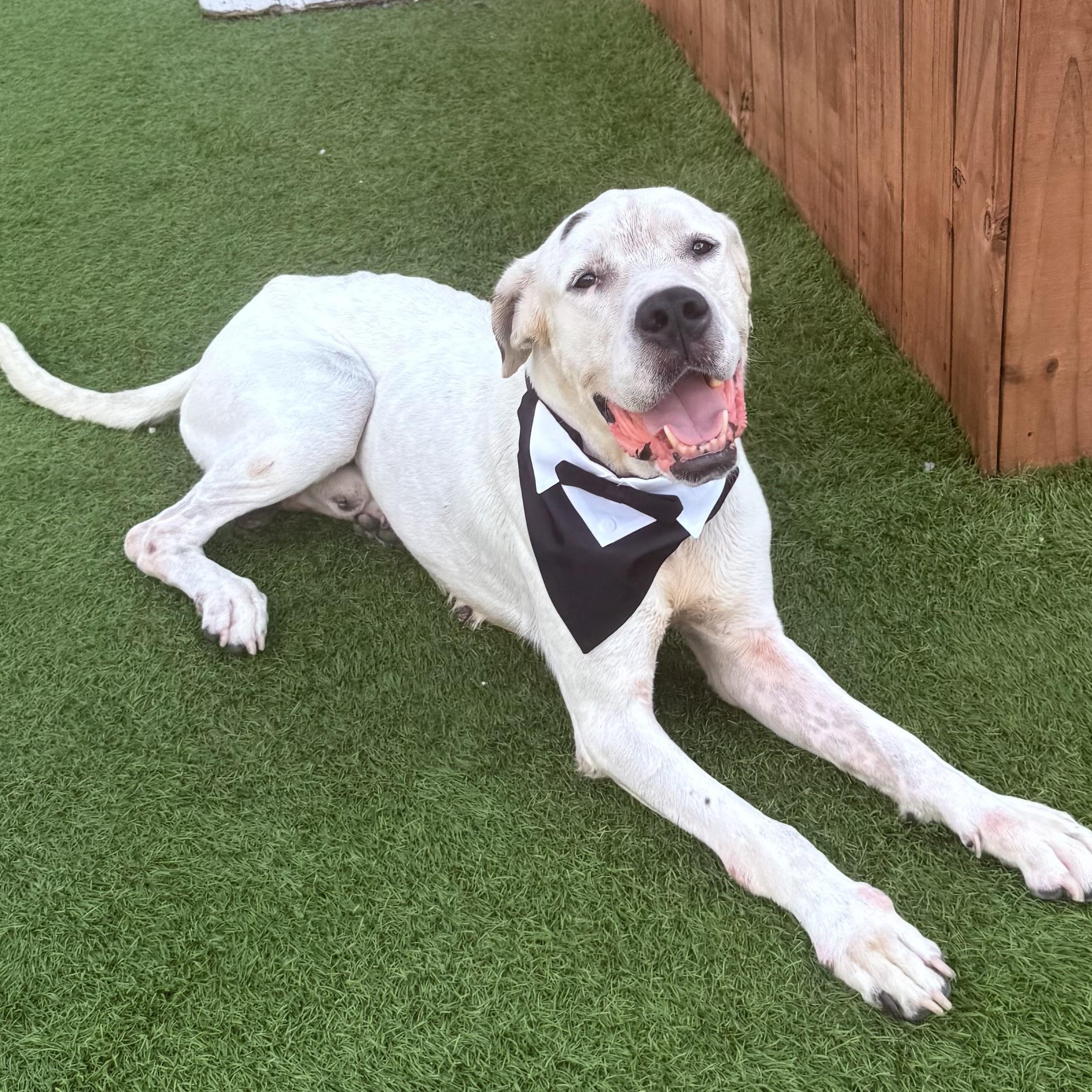 Casper, an adoptable Dogo Argentino, Great Dane in Calumet, MI, 49913 | Photo Image 1