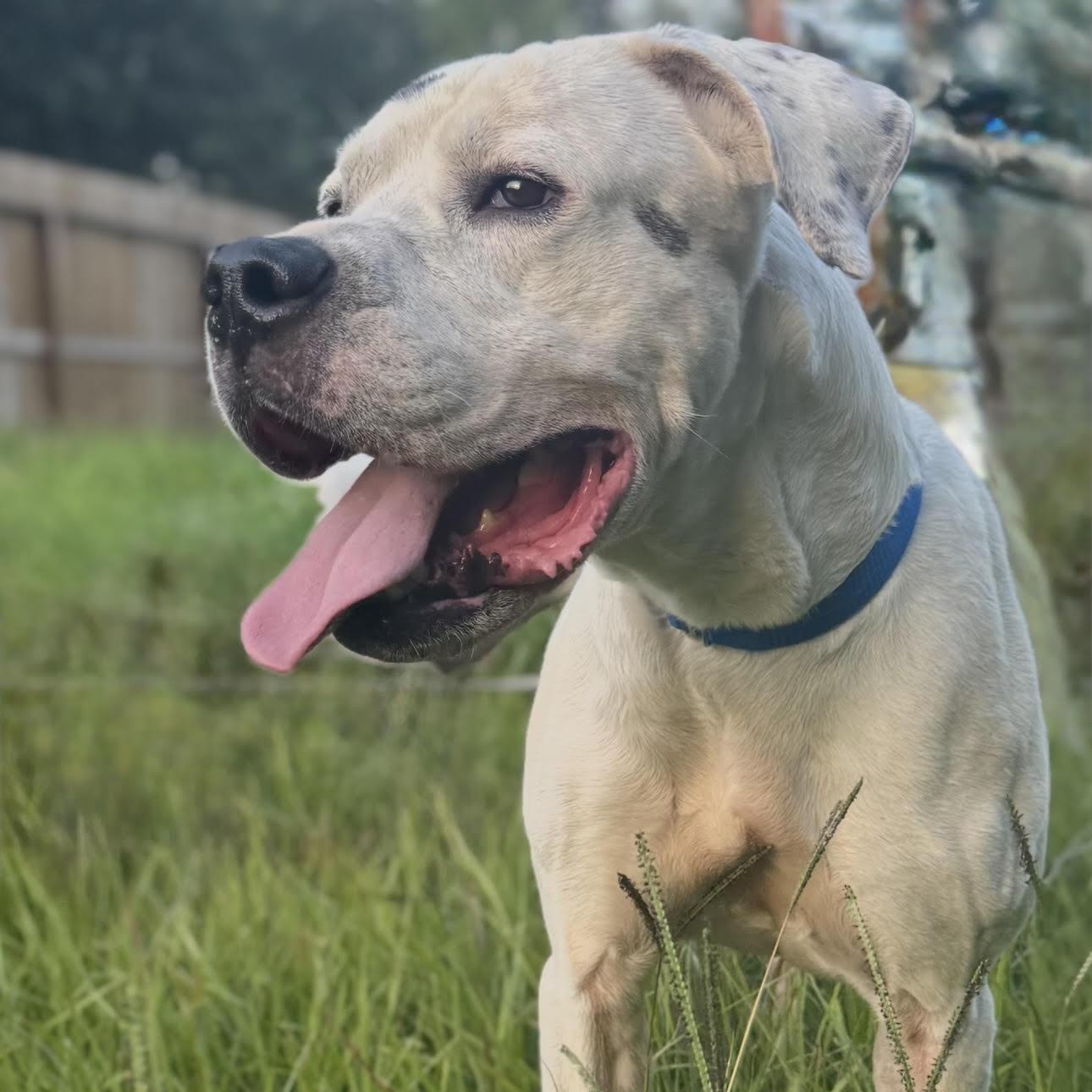 Casper, an adoptable Dogo Argentino, Great Dane in Calumet, MI, 49913 | Photo Image 5
