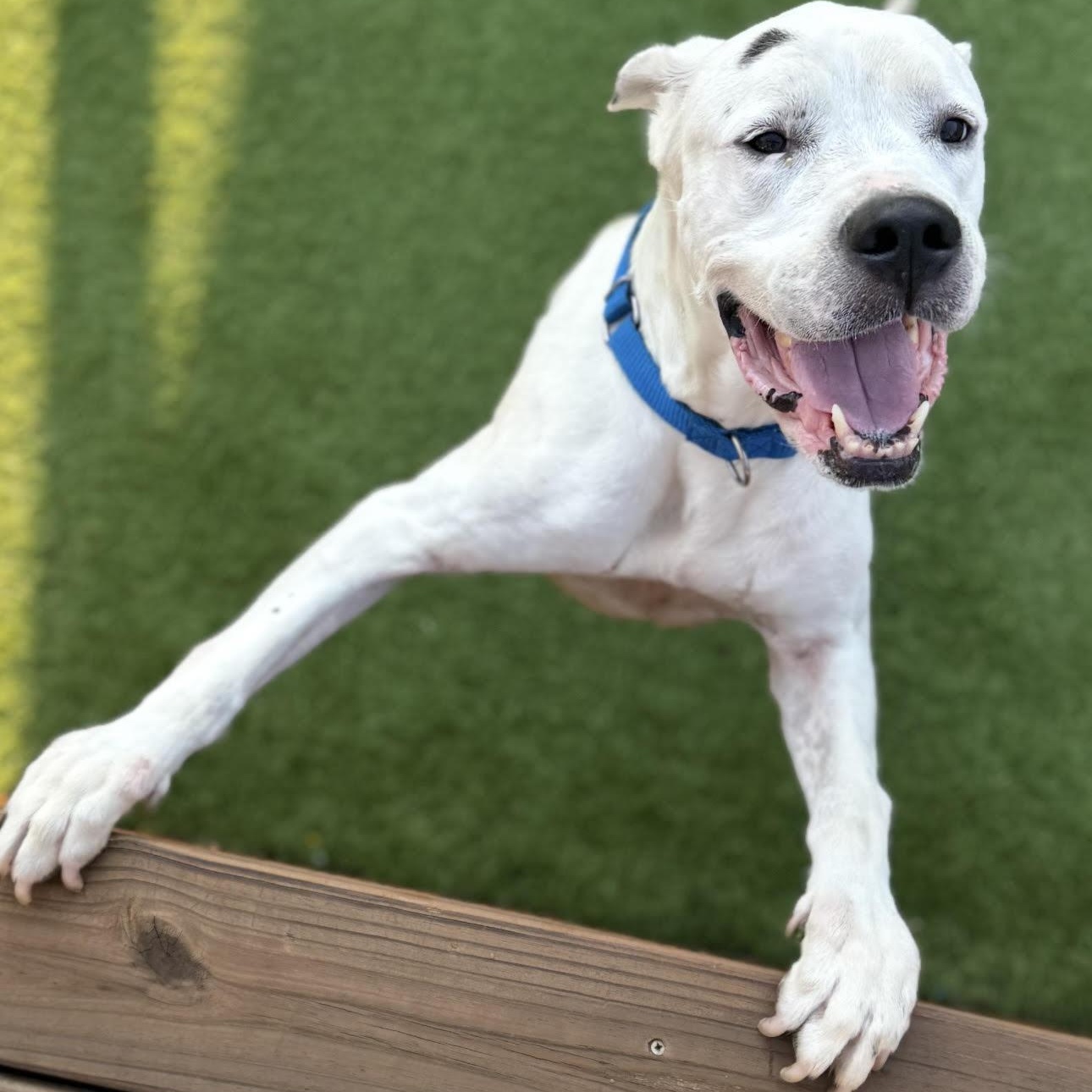 Casper, an adoptable Dogo Argentino, Great Dane in Calumet, MI, 49913 | Photo Image 2