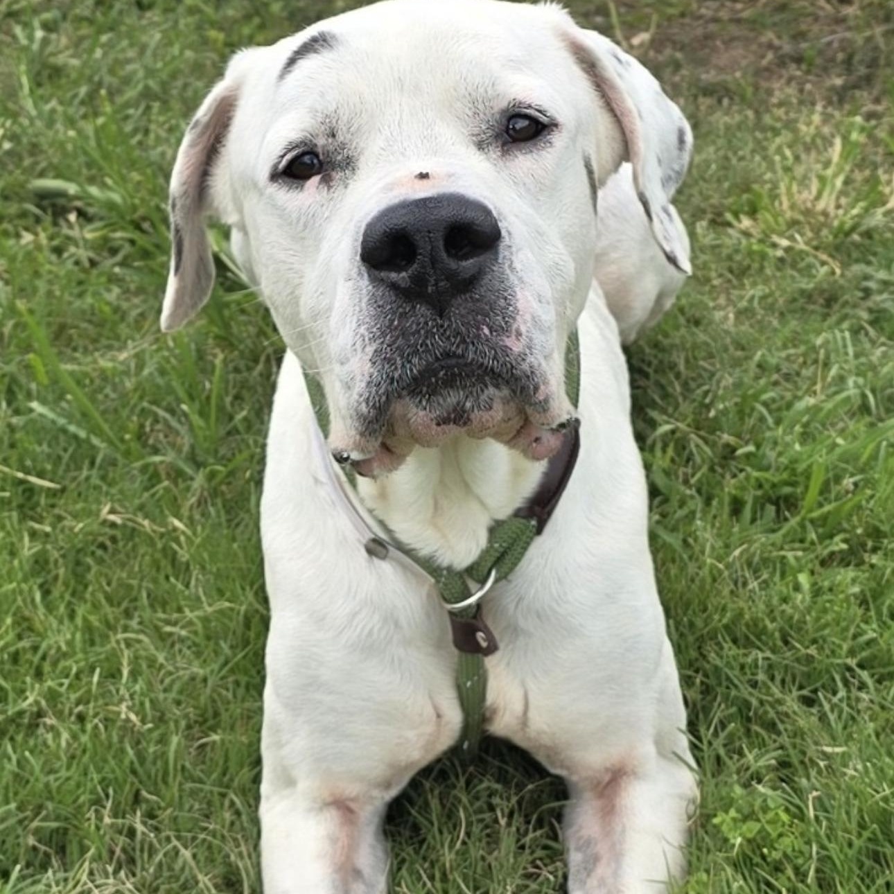 Casper, an adoptable Dogo Argentino, Great Dane in Calumet, MI, 49913 | Photo Image 3