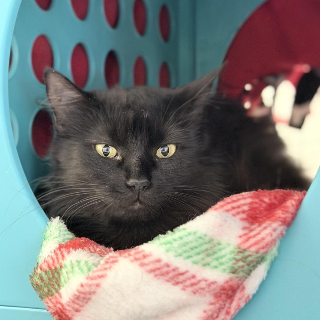 Amelia, Adoptable, Adult Female Domestic Long Hair.