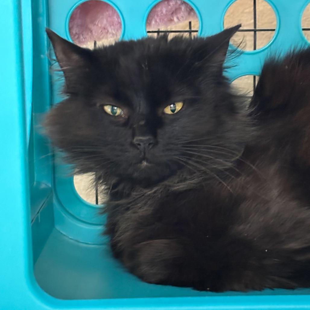 Enlarge Amelia, a Adoptable Domestic Long Hair in Medford, OR image 1/1