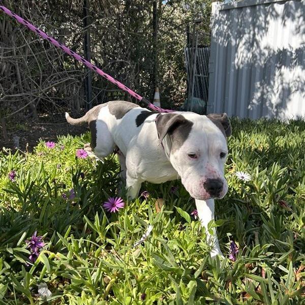 Simone, Adoptable, Adult Female Pit Bull Terrier.