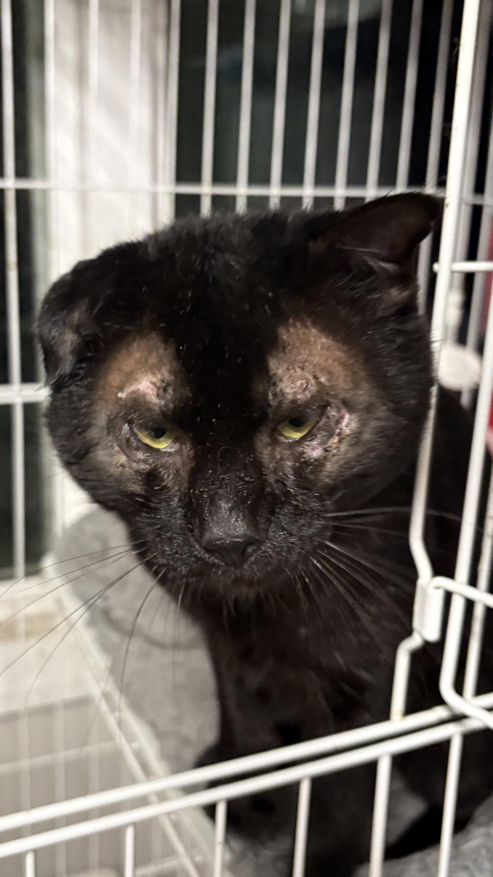 Enlarge Jimmy, a Adoptable Domestic Short Hair in White Bluff, TN image 1/1