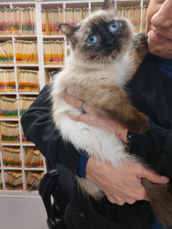 Enlarge Marney, a Adopted mixed breed in Pineville, LA image 1/2